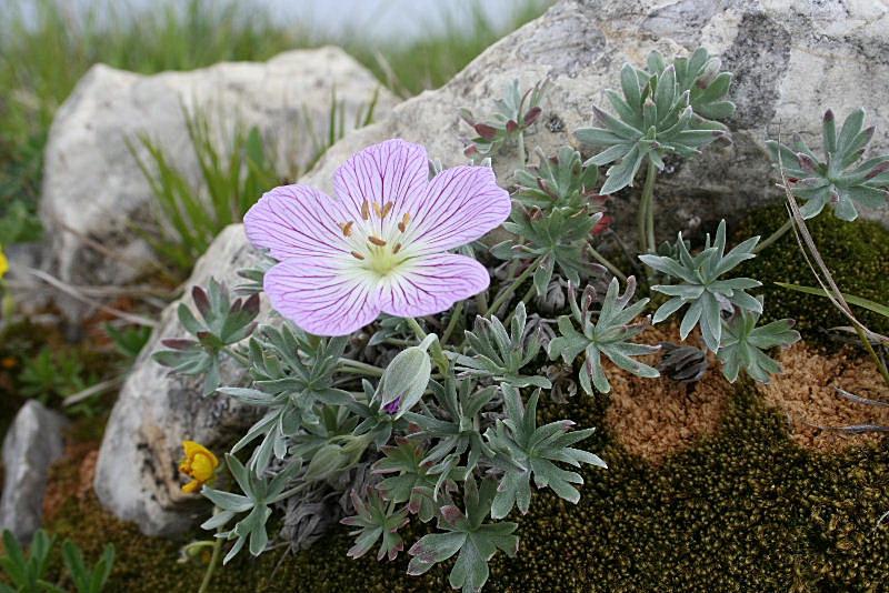 Geranium argenteum / Geranio argentino